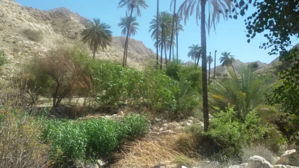 سفر دانشجومعلمان رشته دبیری ریاضی به منطقه گردشگری خاییز استان بوشهر  5