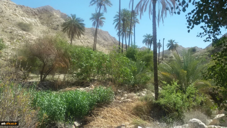 سفر دانشجومعلمان رشته دبیری ریاضی به منطقه گردشگری خاییز استان بوشهر  5